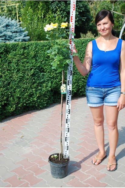 Троянда англійська на штамбі (жовта) - 5л/вис.130-140см/Ø20-30см/ШТАМБ 90см